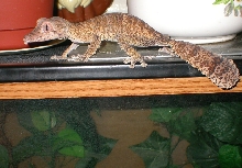 Barkley walking on the redeye tank