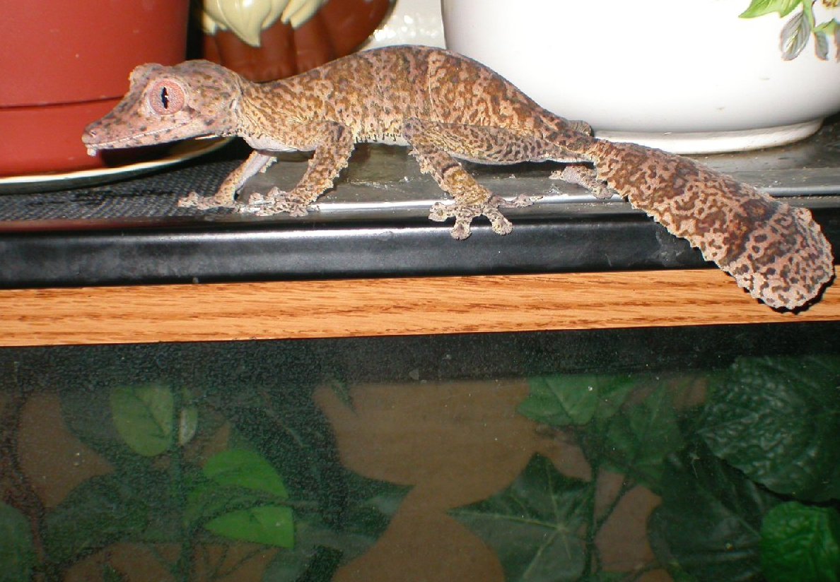 Barkley walking on the redeye tank