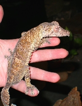 Barkley on my hand