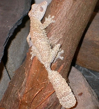 Barkley male Uroplatus Henekli