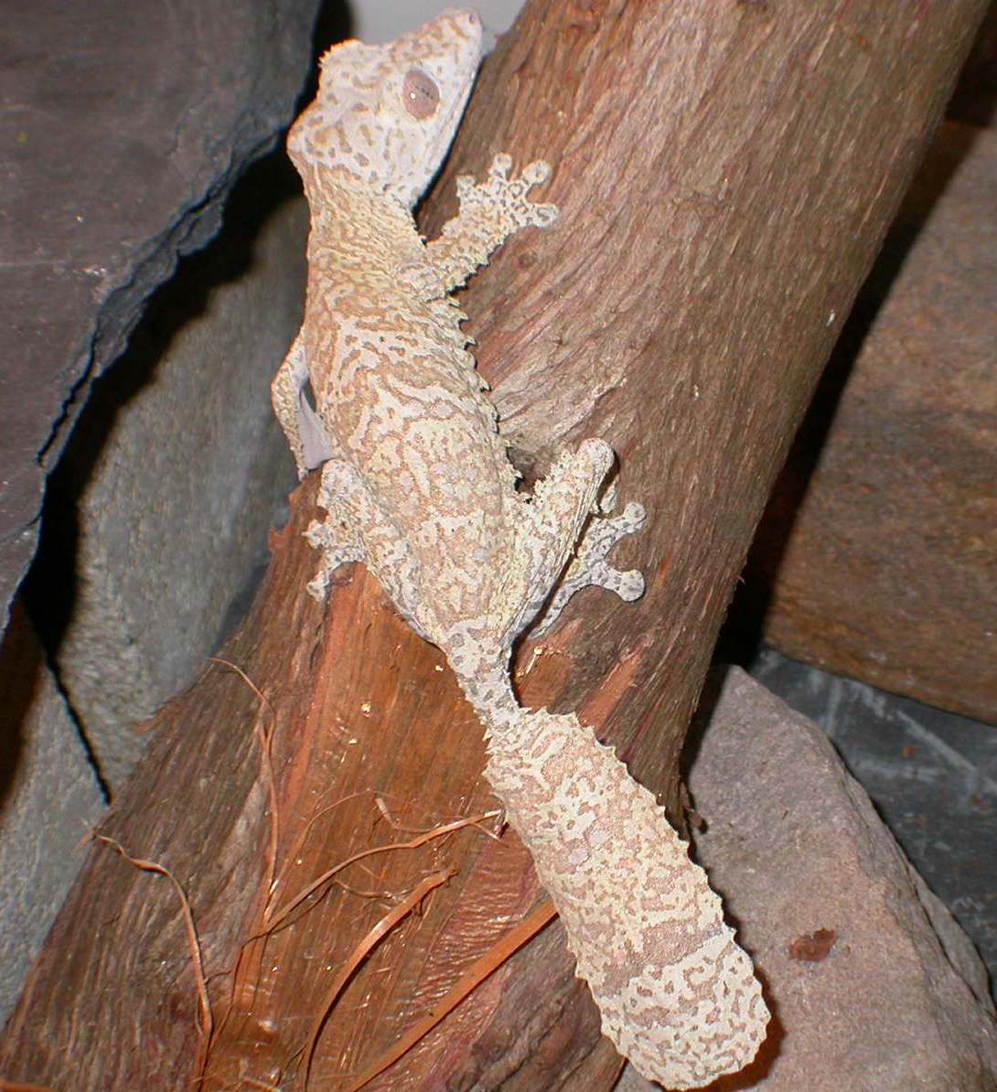 Barkley male Uroplatus Henekli