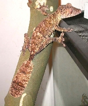 Barkley   Uroplatus Henkeli