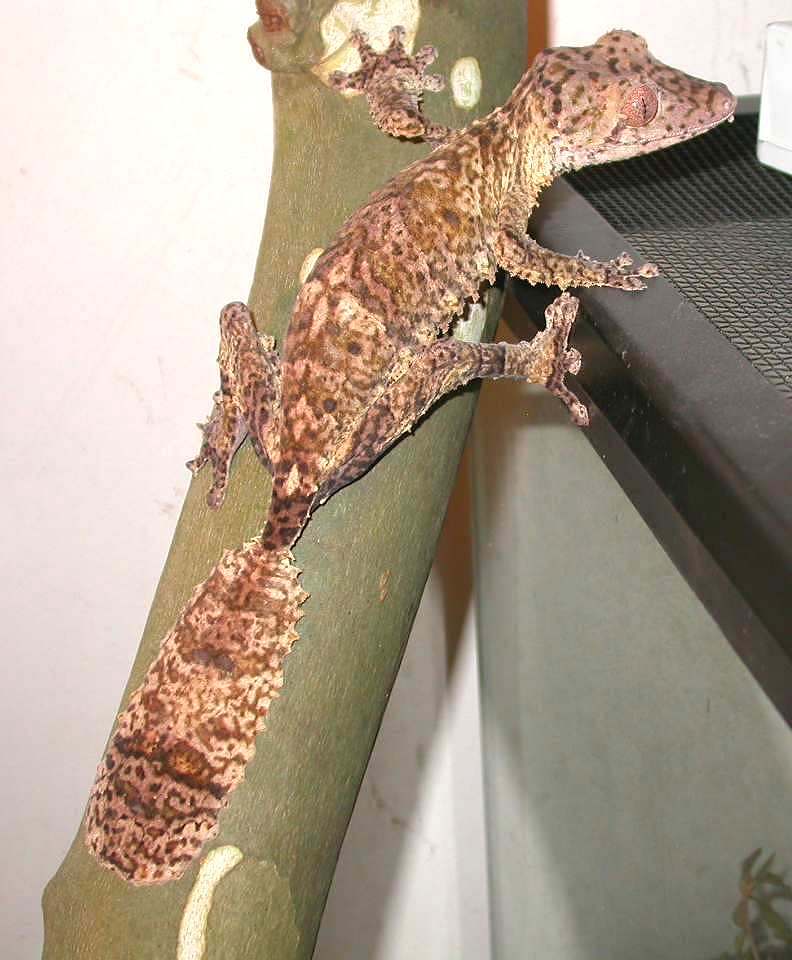Barkley   Uroplatus Henkeli