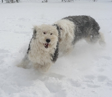 Sheepies in the snow1