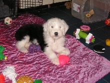 Bear handsome  pup first night