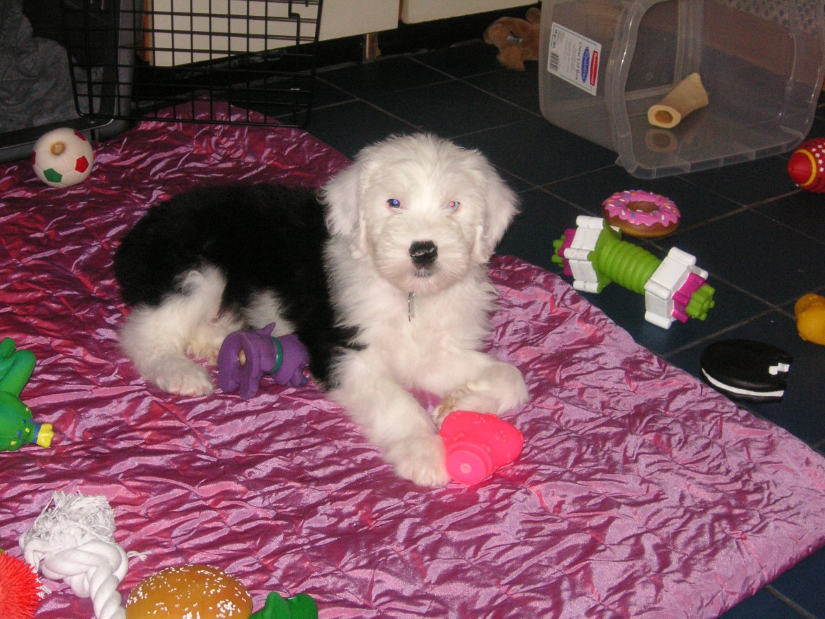 Bear handsome  pup first night