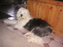 Bear  male Old english    9 months