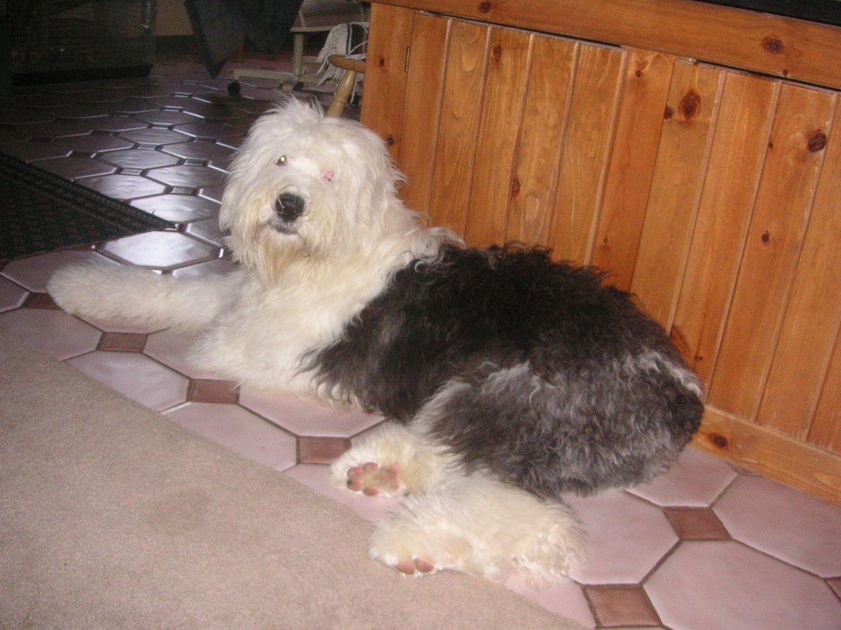 Bear  male Old english    9 months