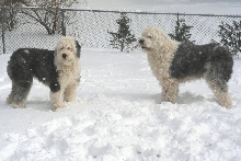 Sheepies in the snow2