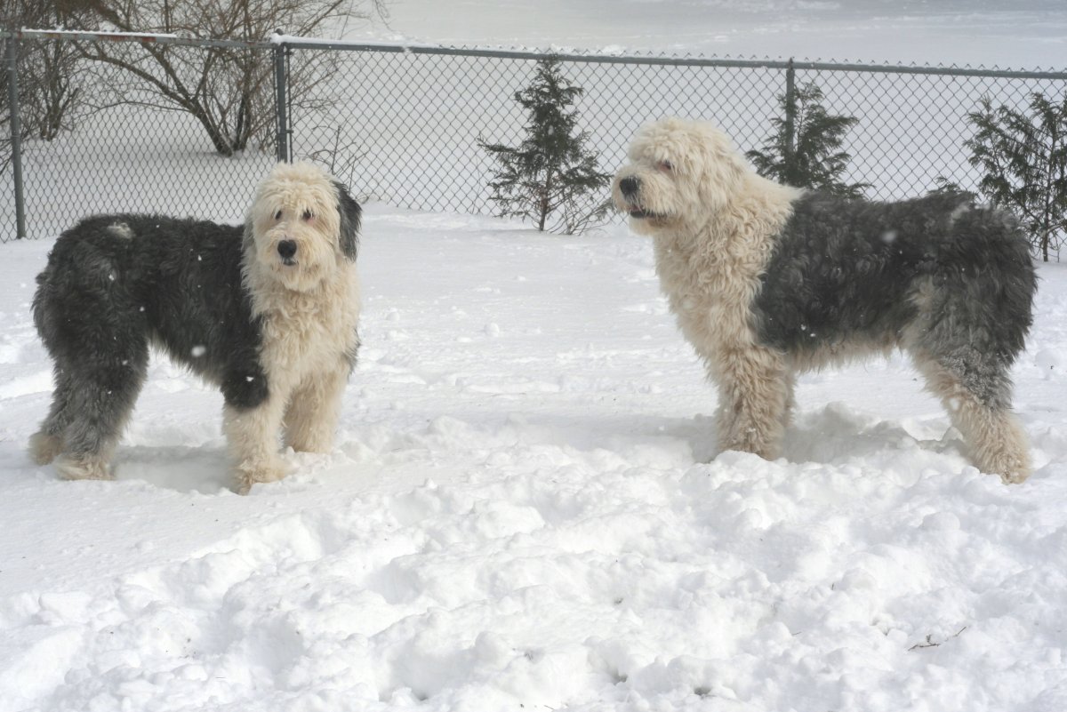 Sheepies in the snow2