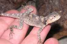 CB  Black agama  baby