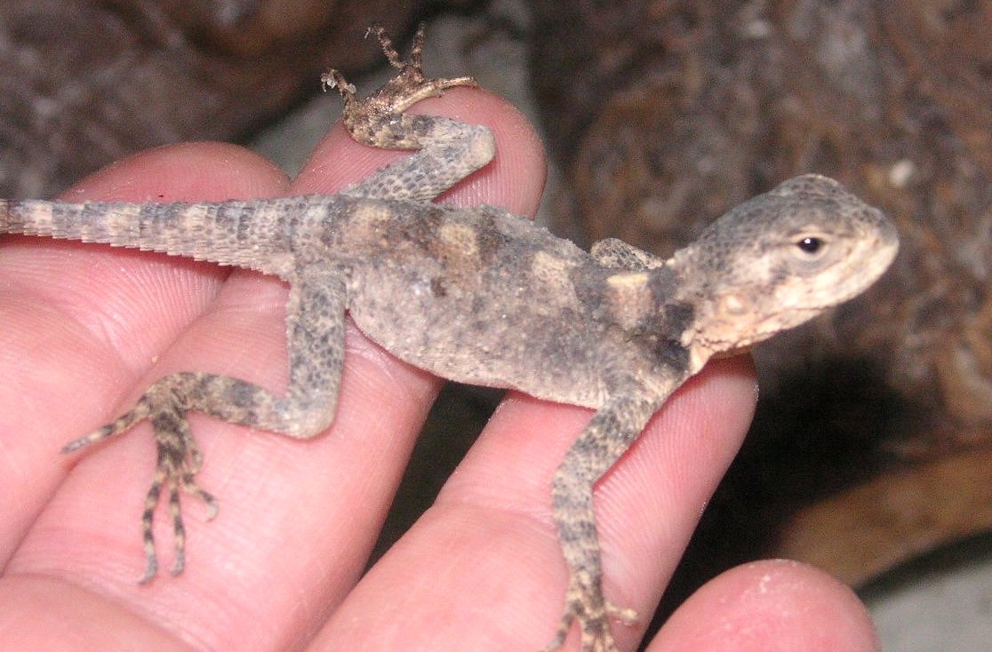 CB  Black agama  baby