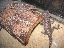 Two Agama kids one born without foot