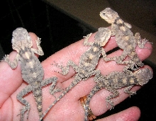 A Handful :0) of Baby black agamas  CB