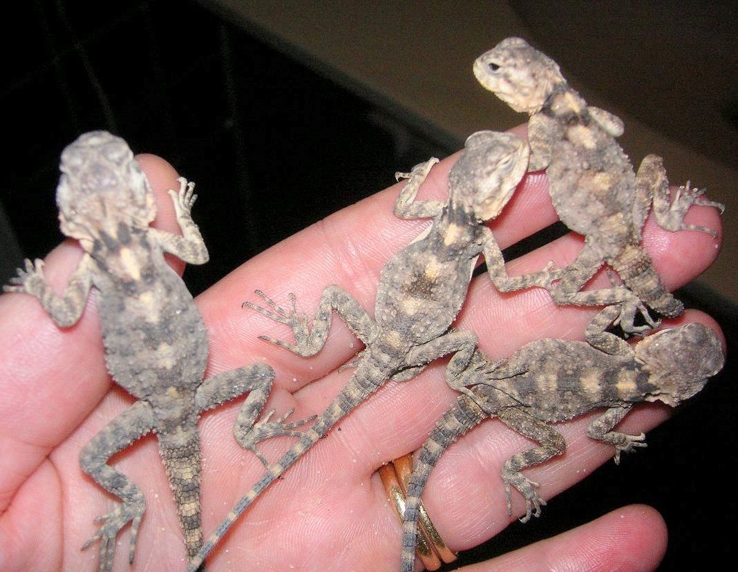 A Handful :0) of Baby black agamas  CB