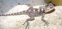 Another Black agama hatchling