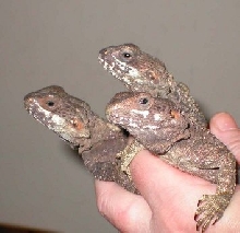 Some adult balck agamas (cute faces)