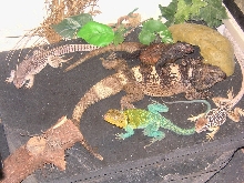 Bunch of Buddies out  roaming and basking