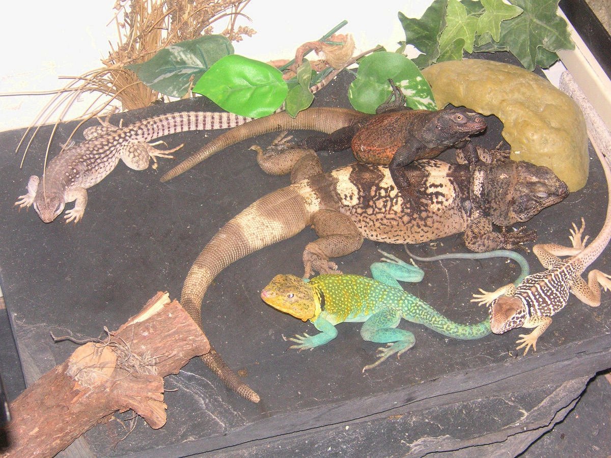 Bunch of Buddies out  roaming and basking