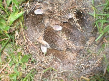 Bunny nest in my back yard :0)