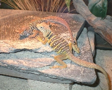 Chino and Chia