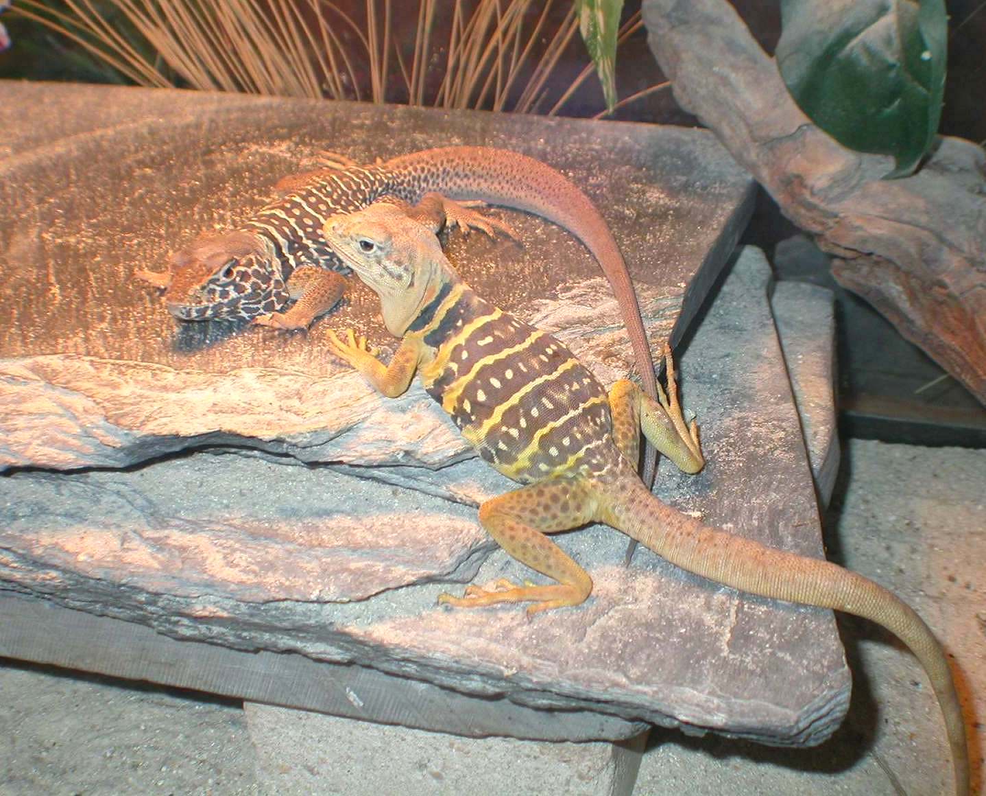 Chino and Chia