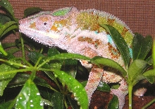 CadBerry Arrived,  from BLUEBEAST REPTILES :0)