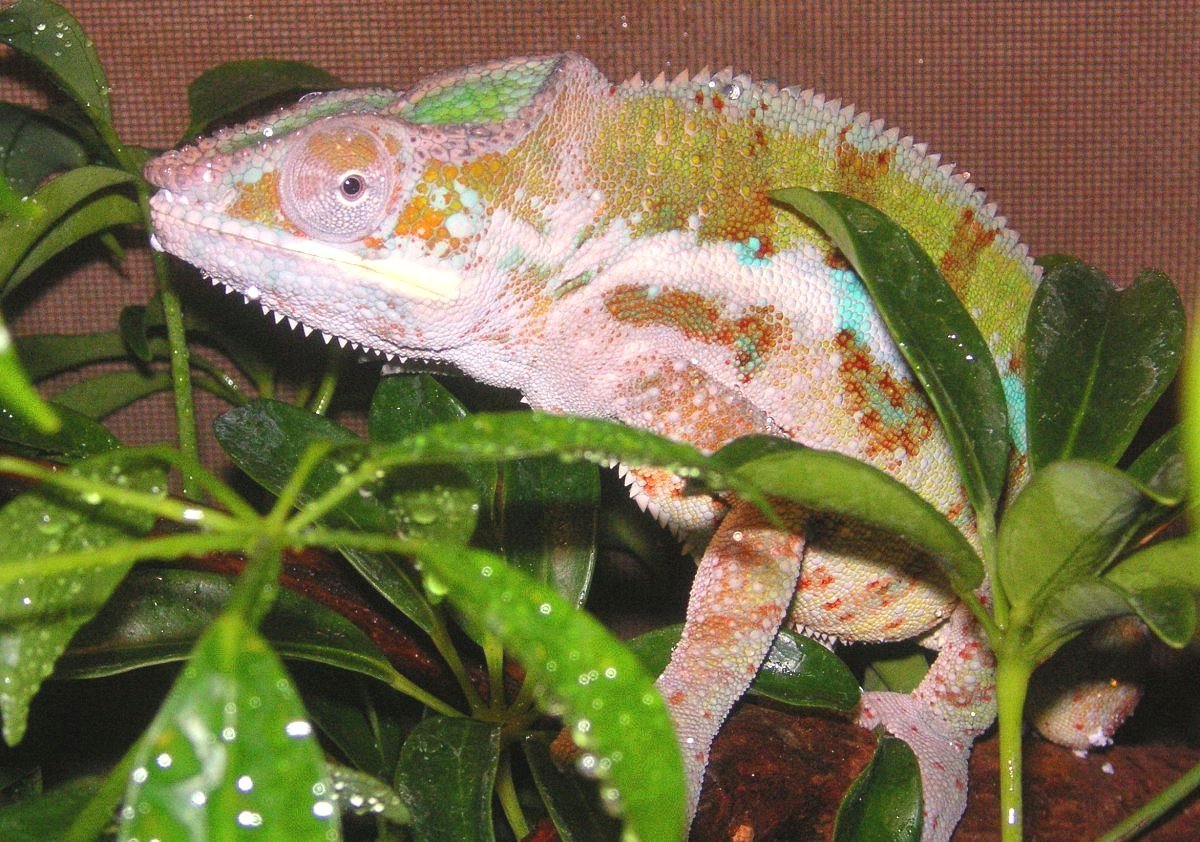 CadBerry Arrived,  from BLUEBEAST REPTILES :0)