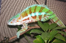 CadBerry  so pretty  :0)