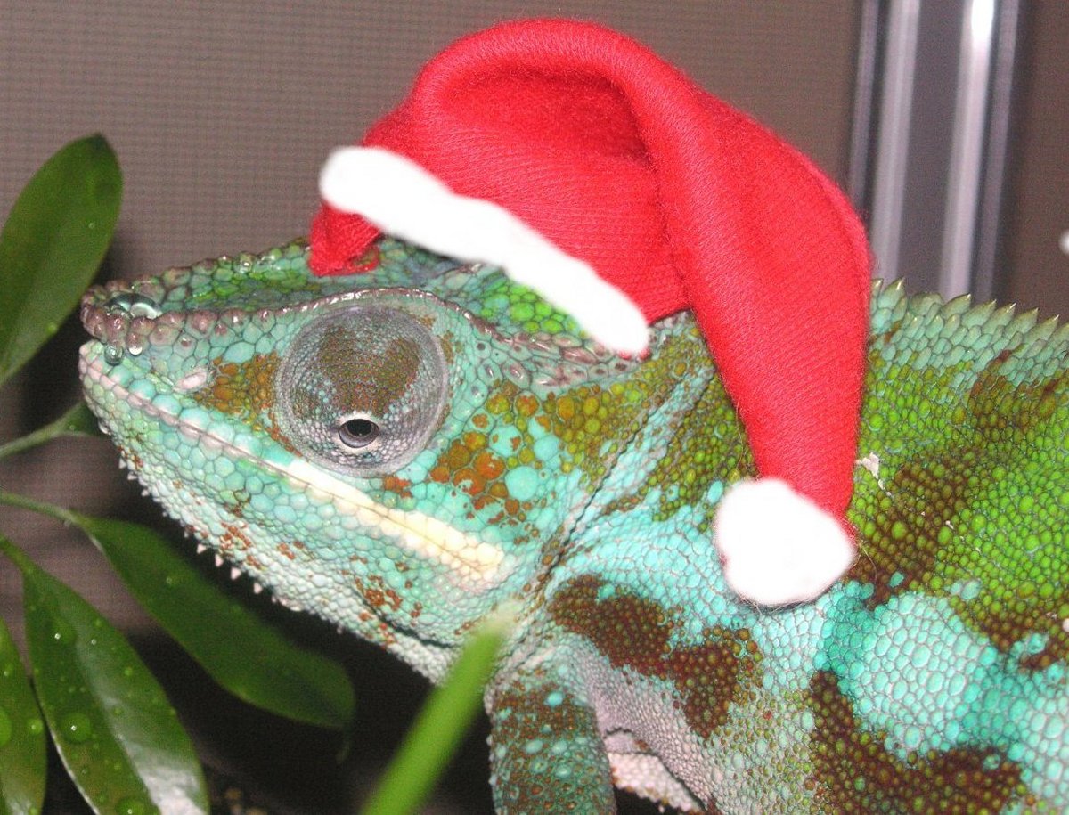 A Christmas Cad