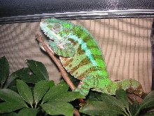 CadBerrys cute look  :0)
