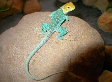 Chaco Male yellowhead