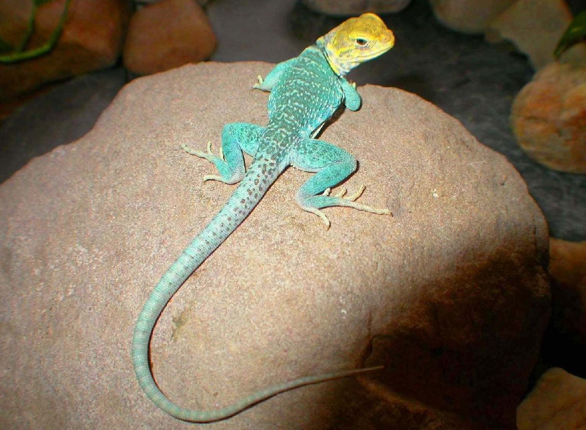 Chaco Male yellowhead
