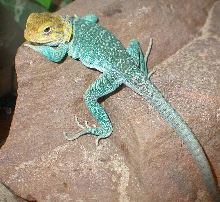 Chaco male yellowhead