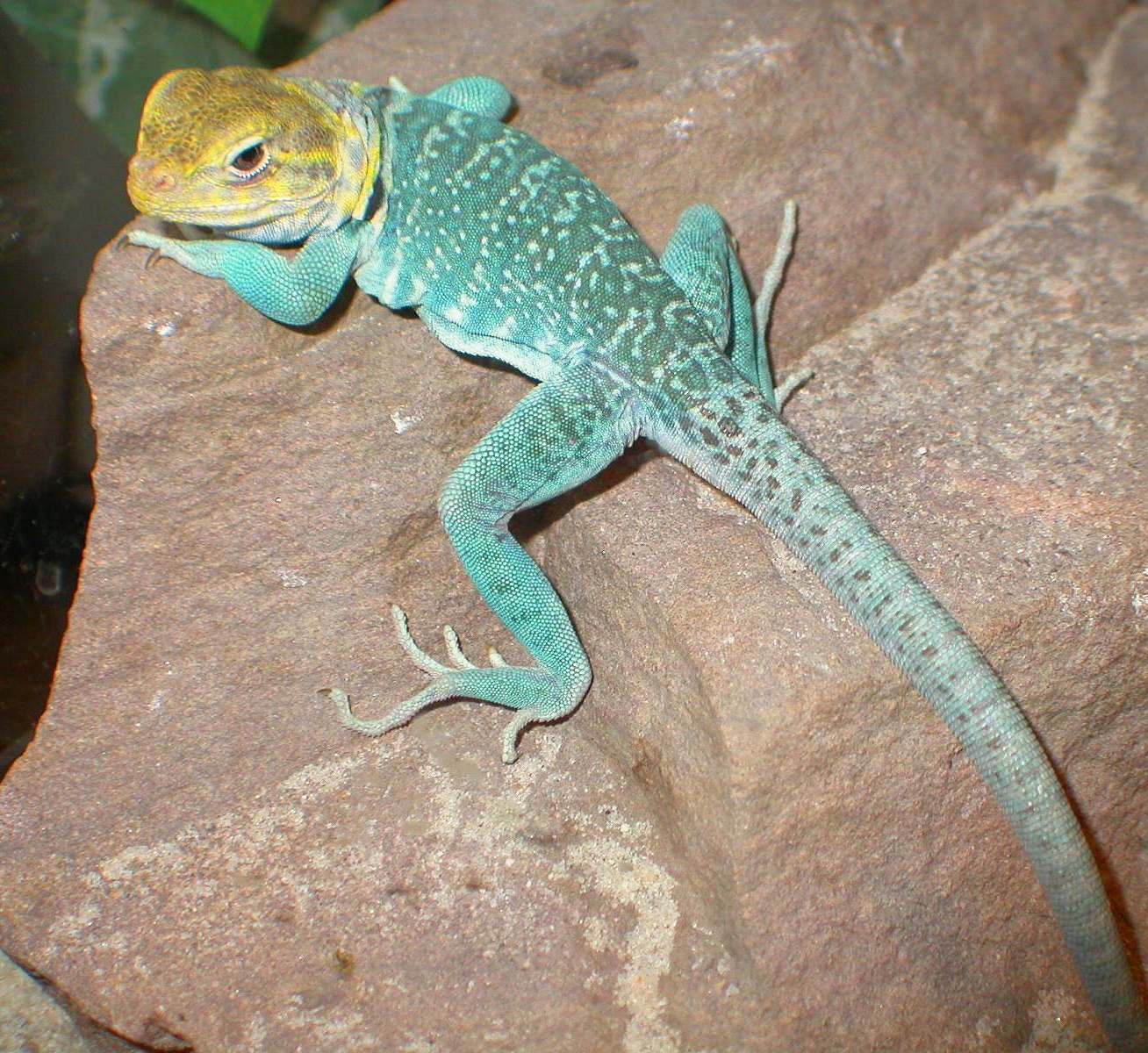 Chaco male yellowhead