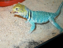 A snack for Chaco