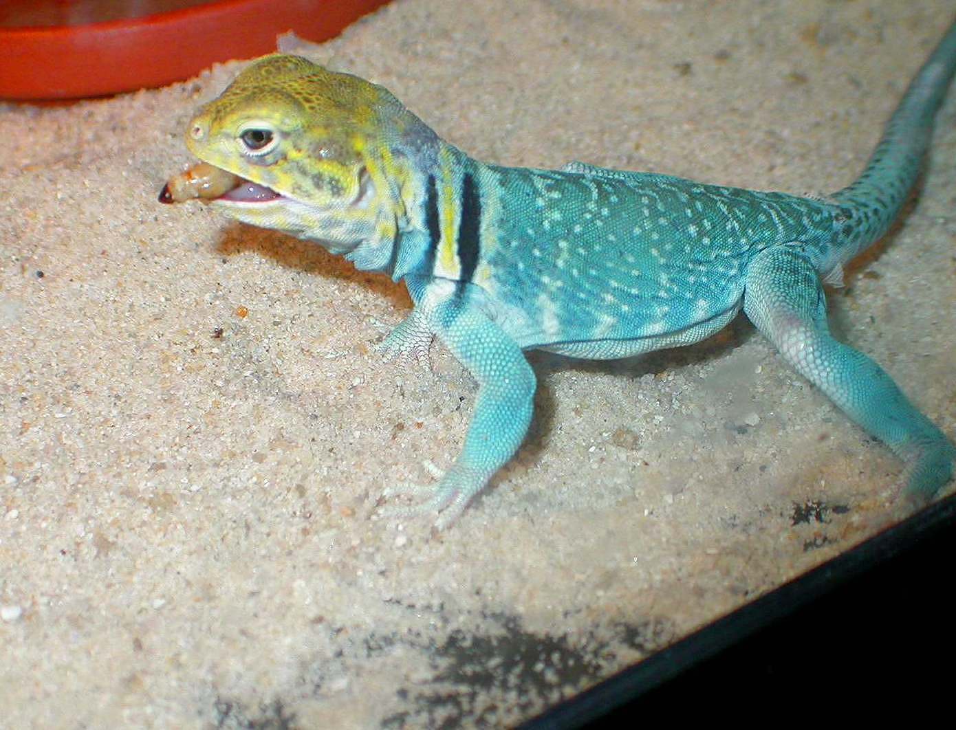 A snack for Chaco