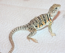 Another Gravid girl Nov 18th * Chipara