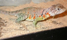 ChenoasPretty Gravid color
