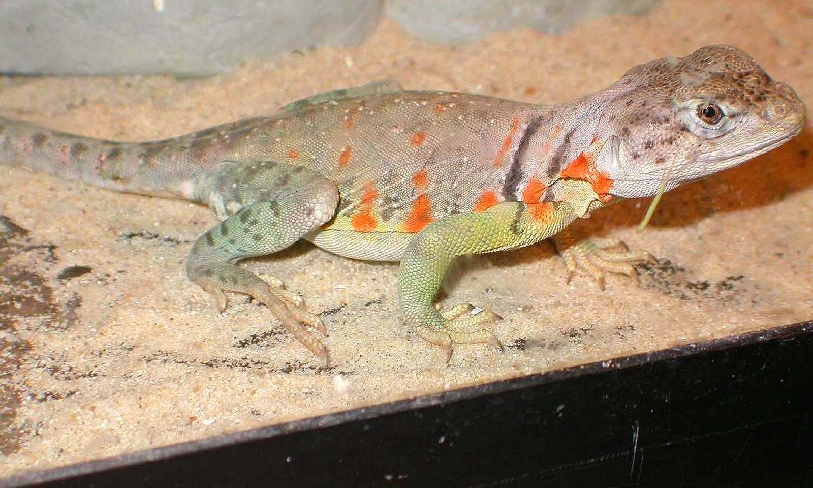 ChenoasPretty Gravid color