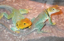 Cherokee and Cheyenne