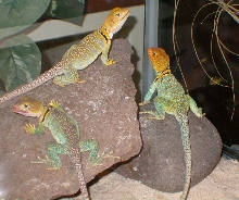 A Nice Trio Pic