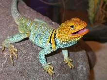 Cherokee New Male