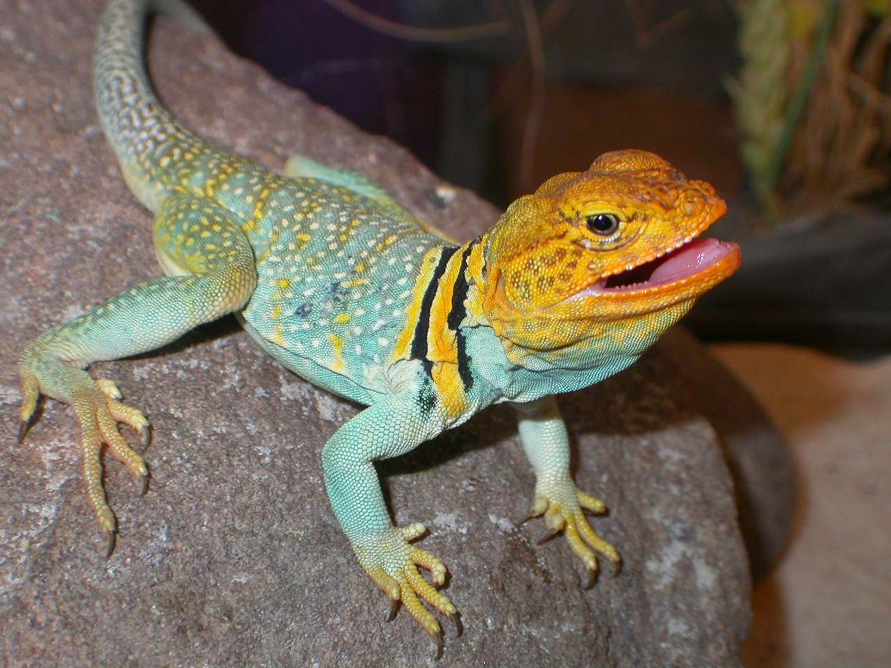 Cherokee New Male