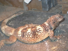 Chewalla the male chuck 1/28/05