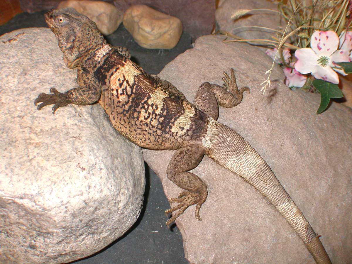 Chewalla,  a Big Male Chuck