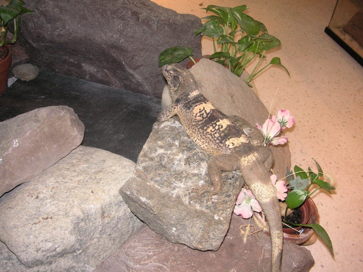 Chewalla  climbing rocks in the reptile room