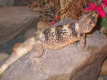 Chewalla male chuckwalla