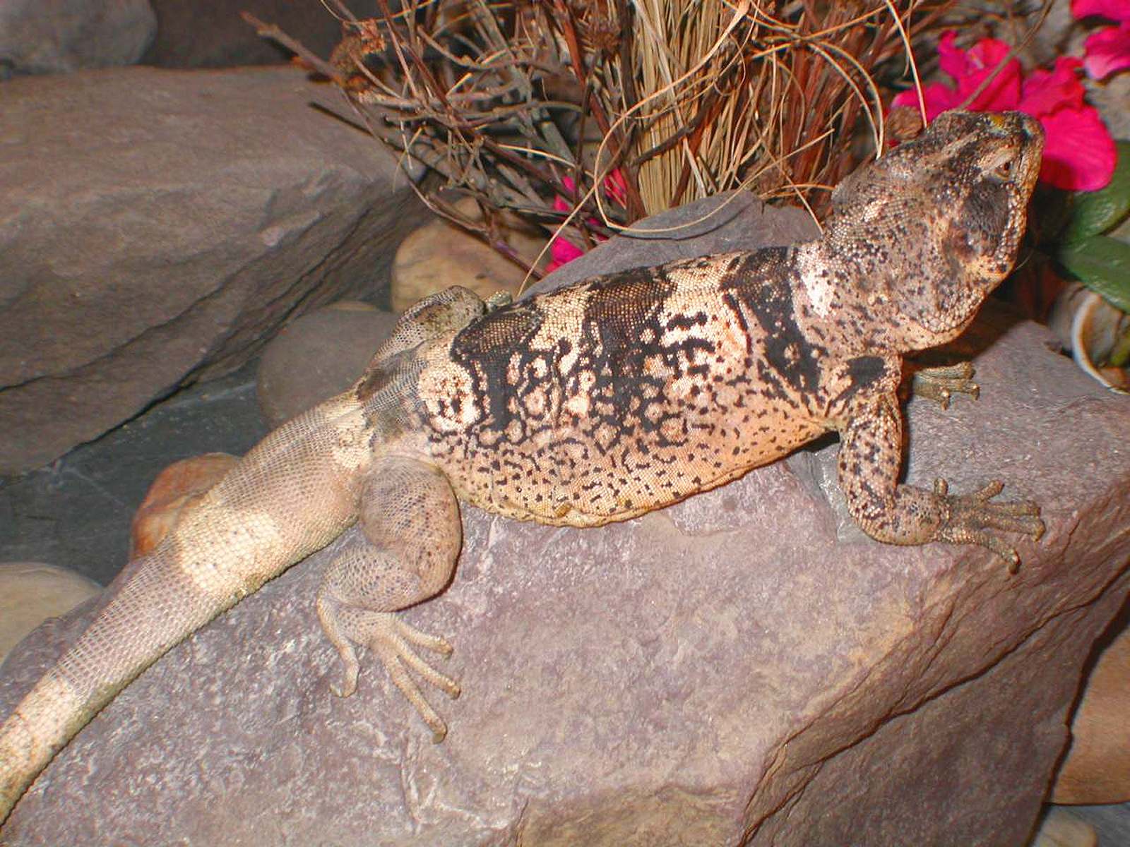 Chewalla male chuckwalla
