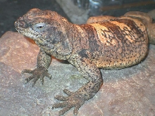 Chewalla male chuckwalla